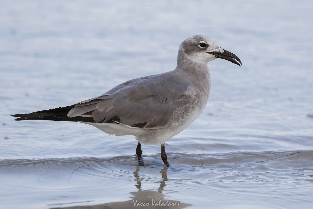 ワライカモメ - ML647550119