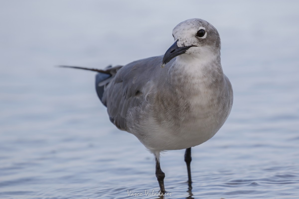 ワライカモメ - ML647550120