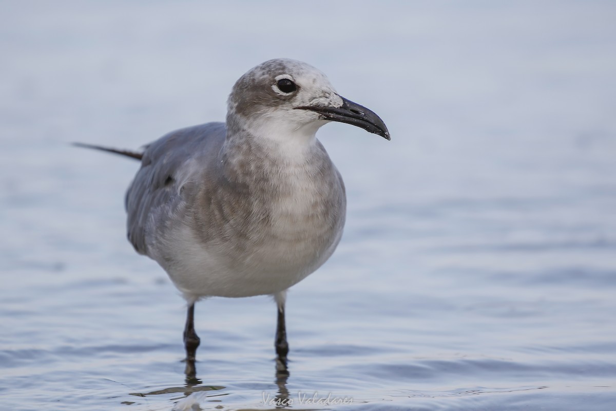 ワライカモメ - ML647550121