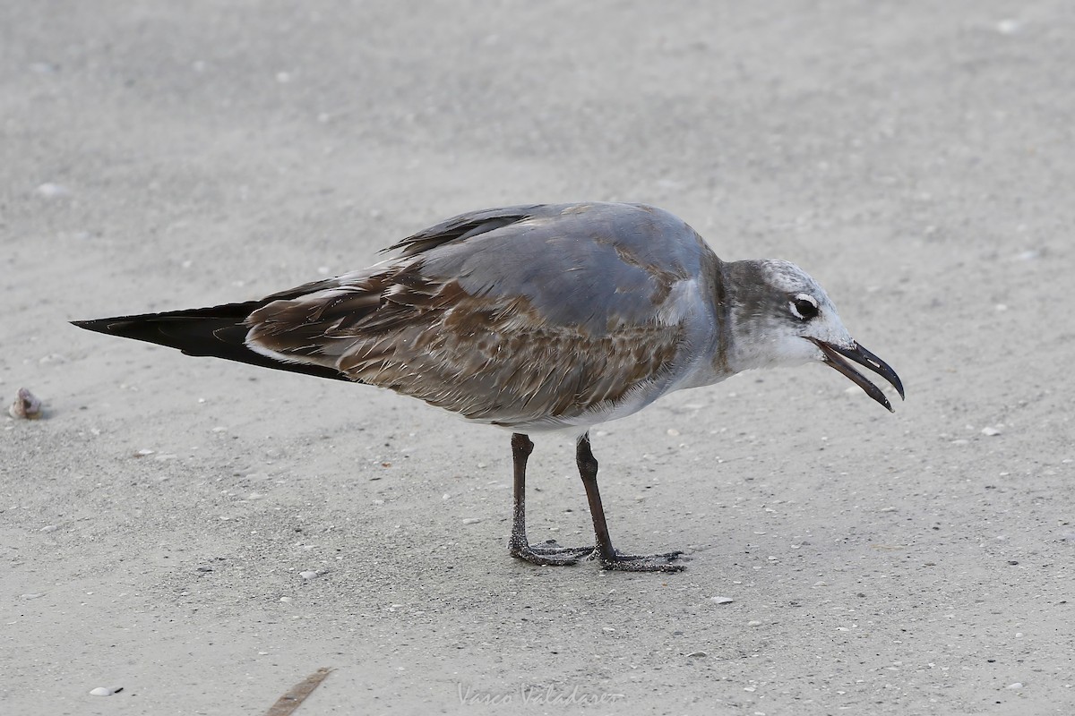 ワライカモメ - ML647550122