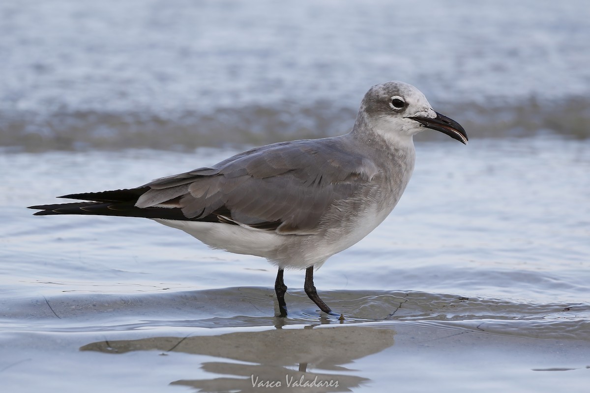 ワライカモメ - ML647550123