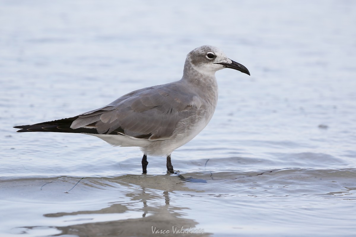 ワライカモメ - ML647550124