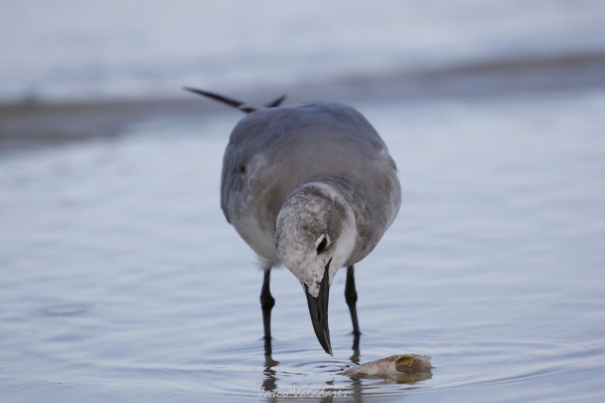 ワライカモメ - ML647550125