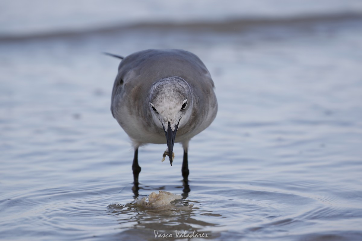 ワライカモメ - ML647550126