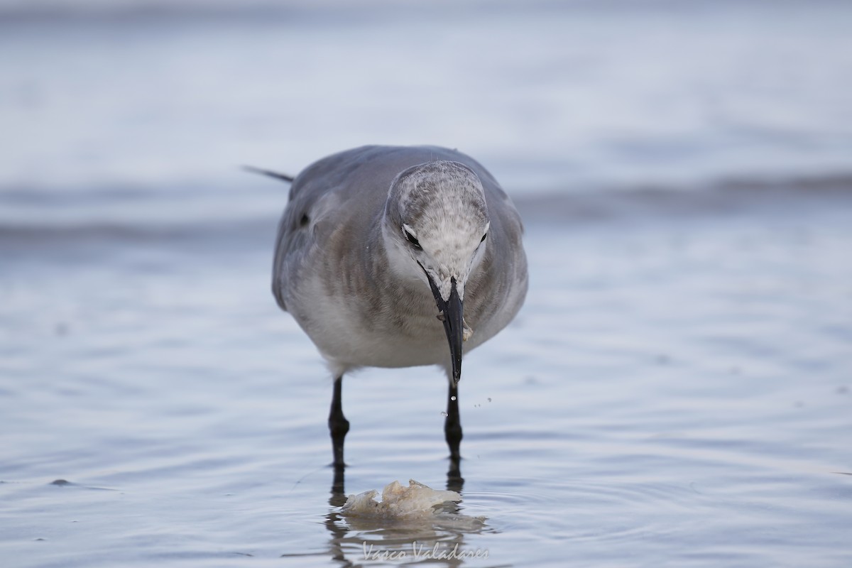 ワライカモメ - ML647550127