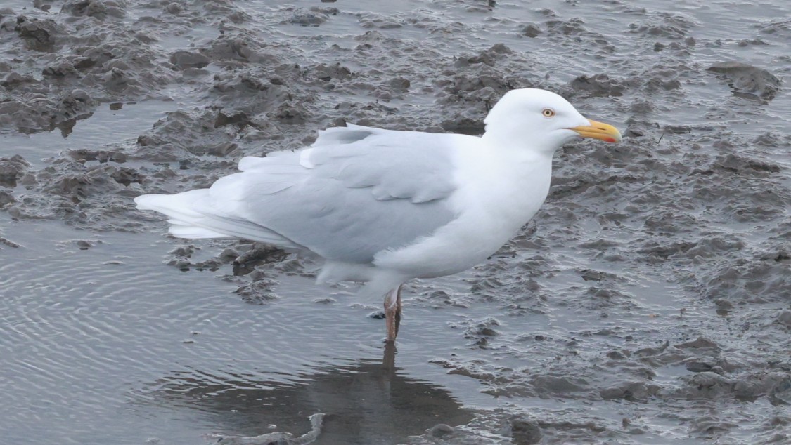 Gavión Hiperbóreo - ML647550161