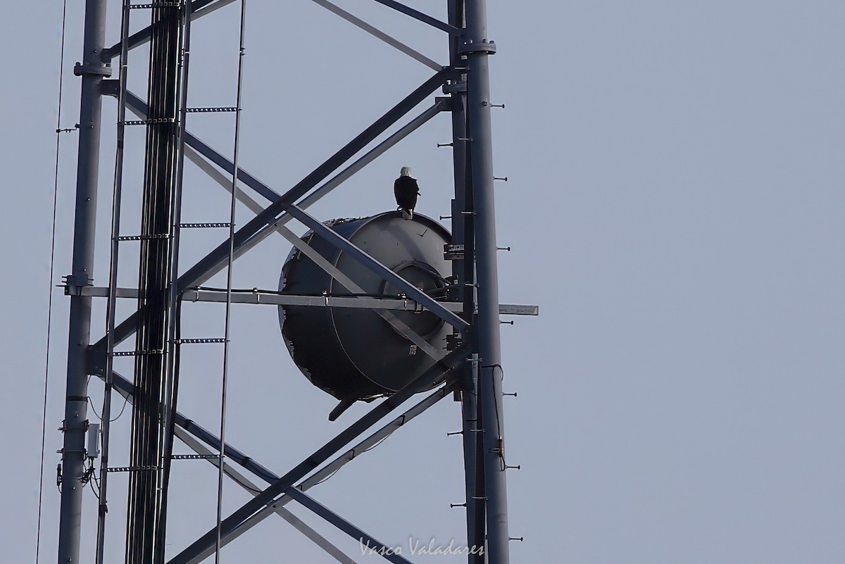 Bald Eagle - ML647550166