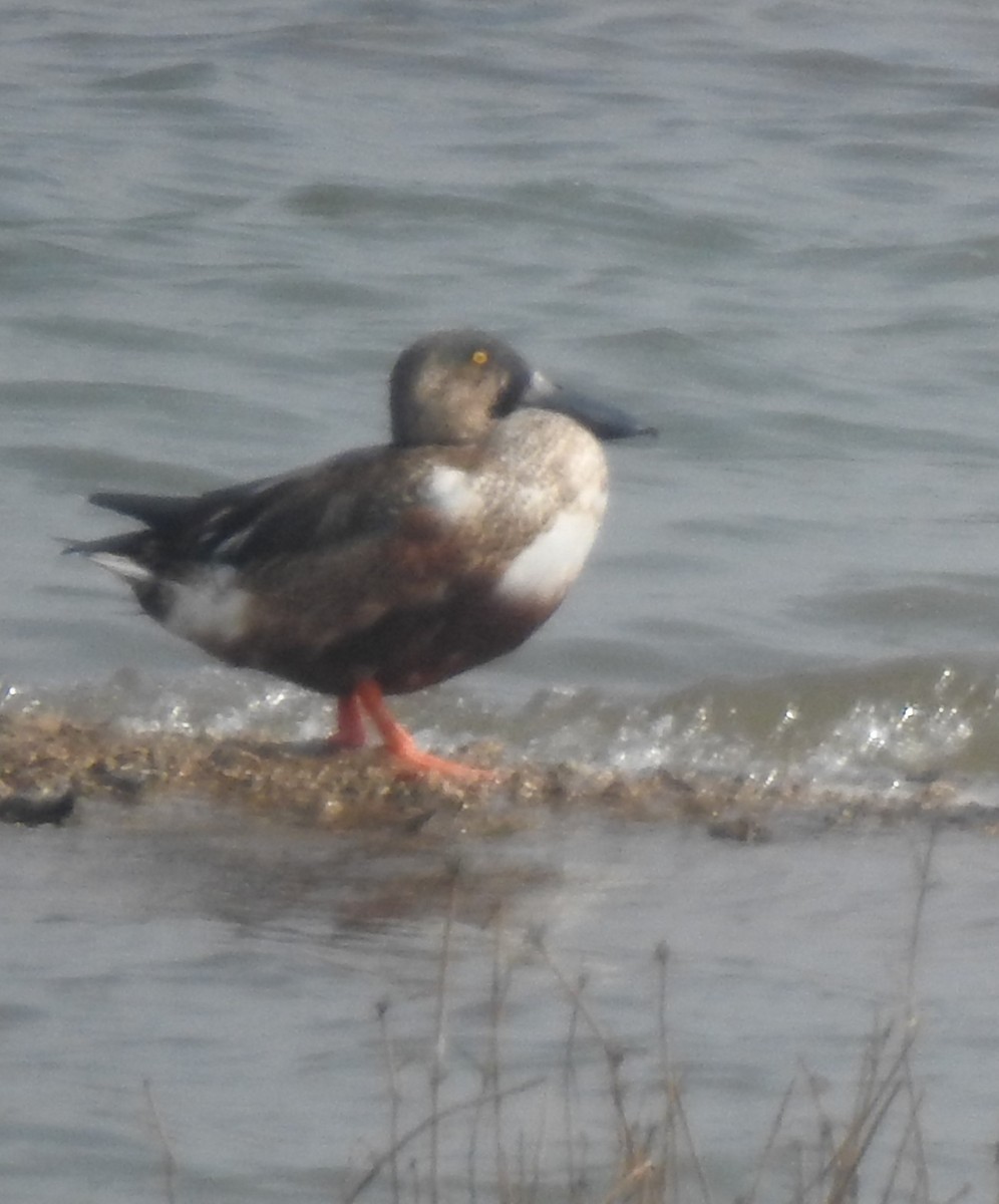 Cuchara Común - ML647550191