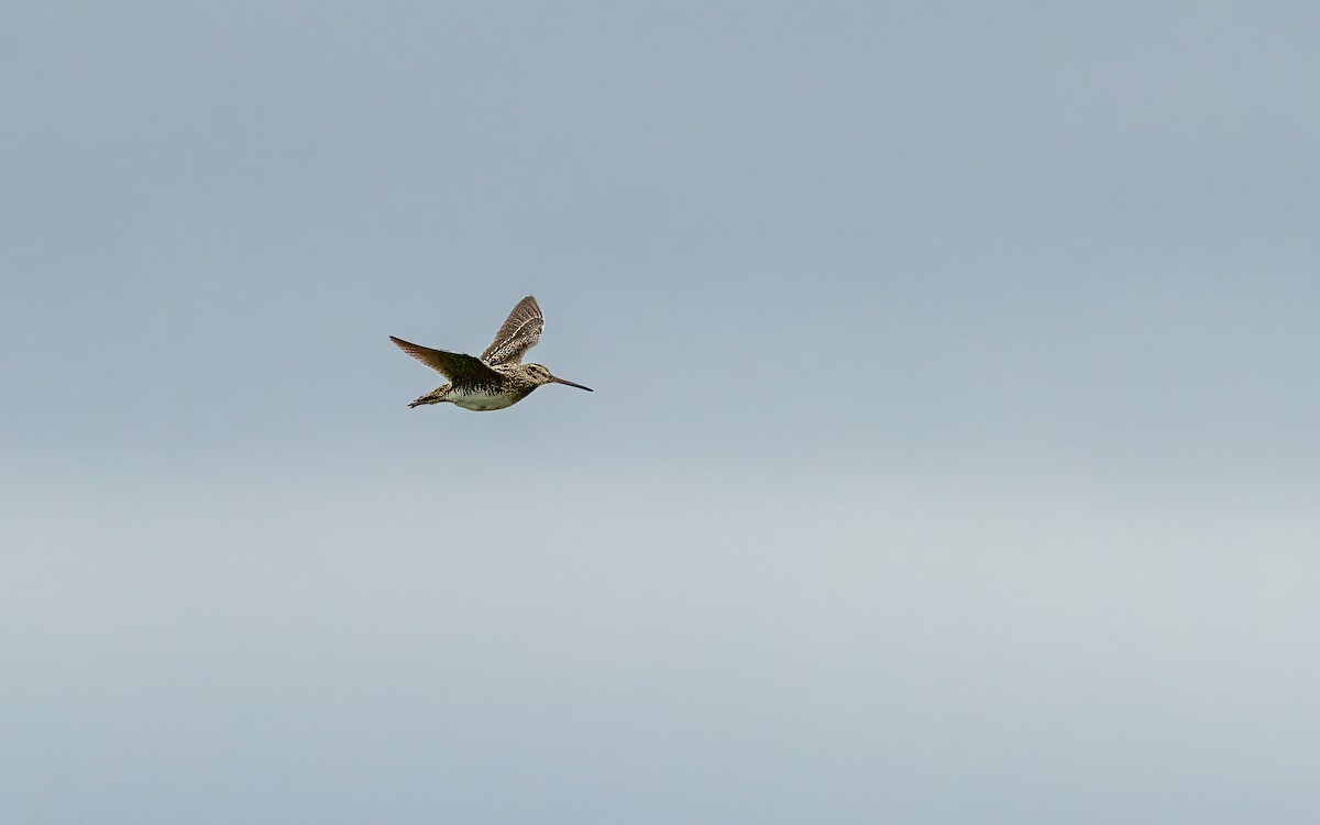 Pantanal Snipe - ML647550199