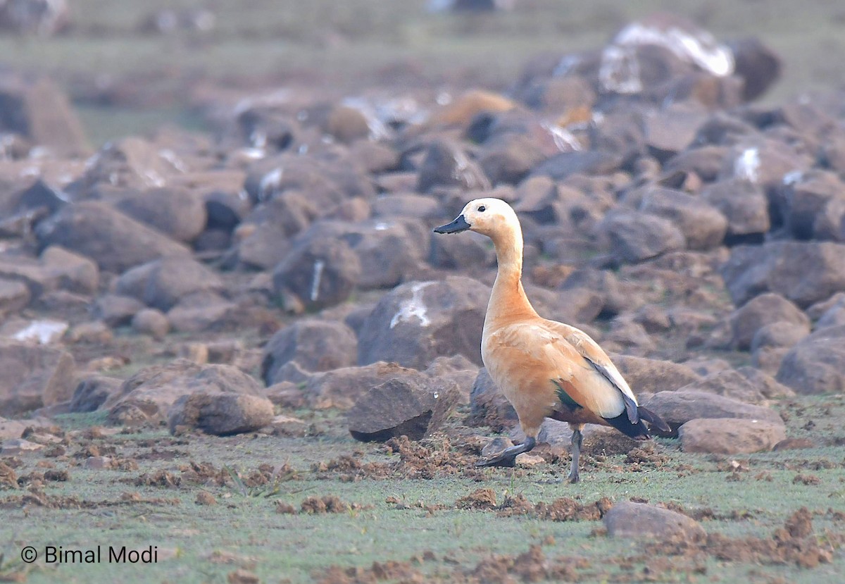 Angıt - ML647550202