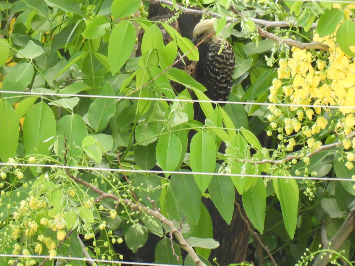 Sarışın Ağaçkakan - ML647550203