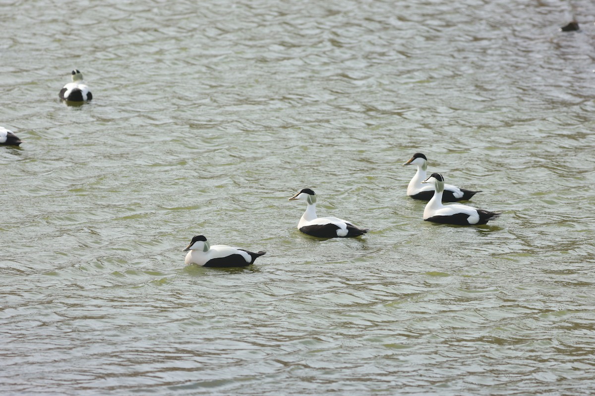 Pufla (borealis) - ML647550205