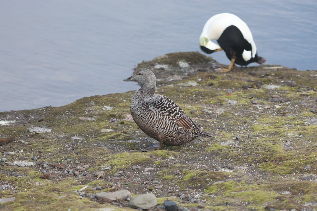 Pufla (borealis) - ML647550208