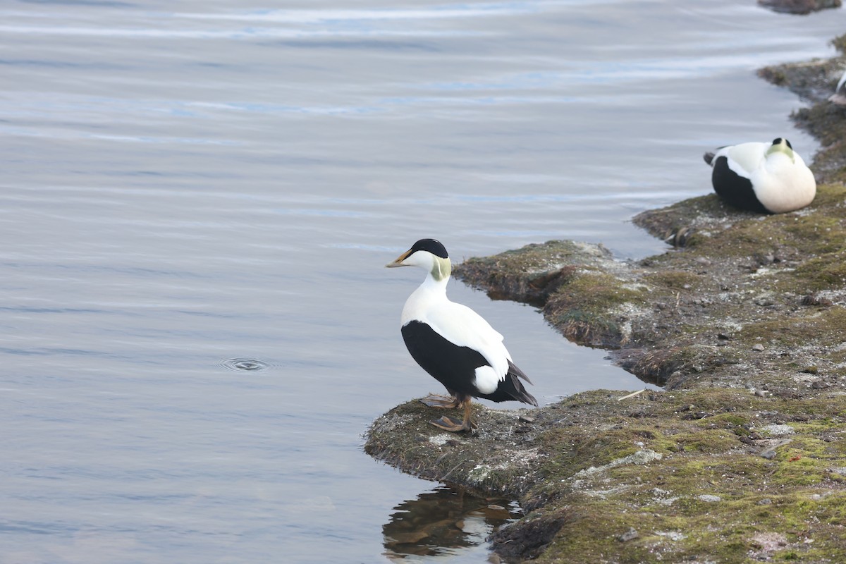 Pufla (borealis) - ML647550210