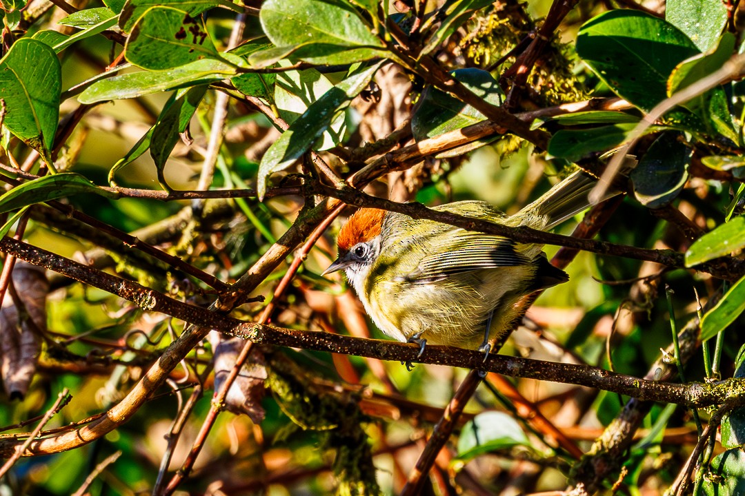 Kızıl Taçlı Yaprak Vireosu - ML647550211