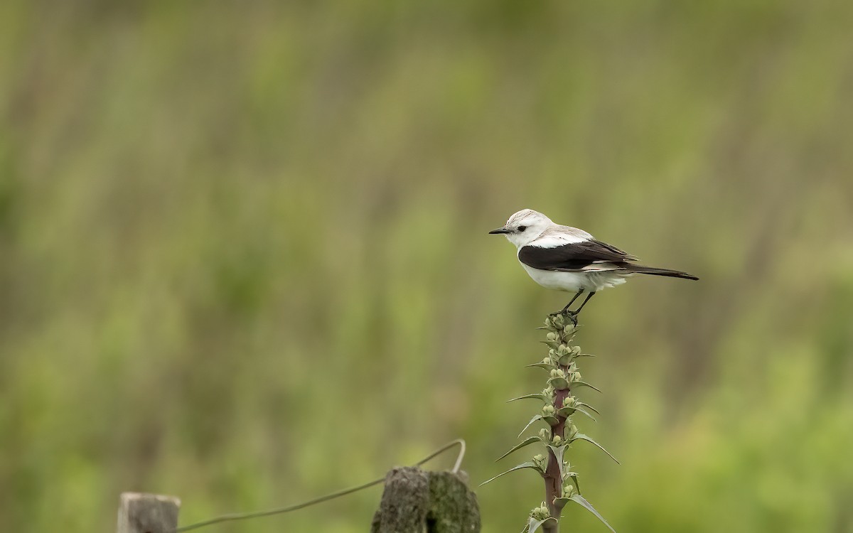 Alaca Monhita - ML647550212