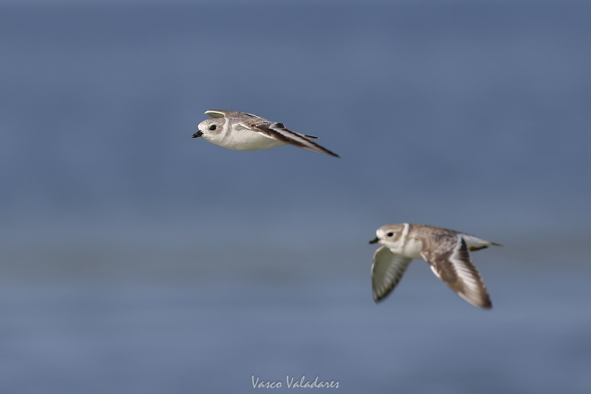 Islıkçı Cılıbıt - ML647550213