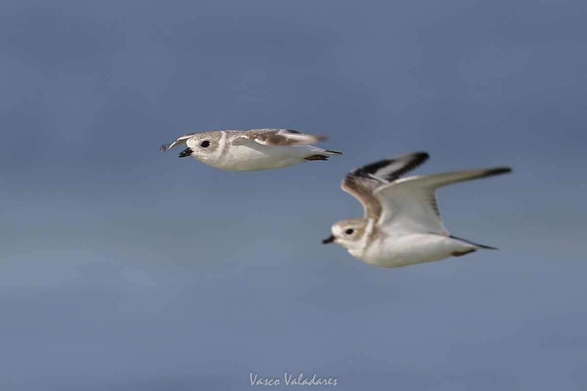 Islıkçı Cılıbıt - ML647550214