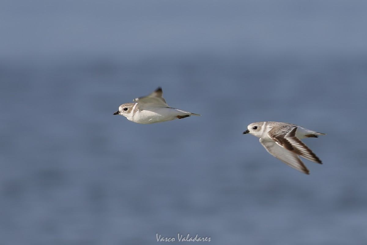 Islıkçı Cılıbıt - ML647550215