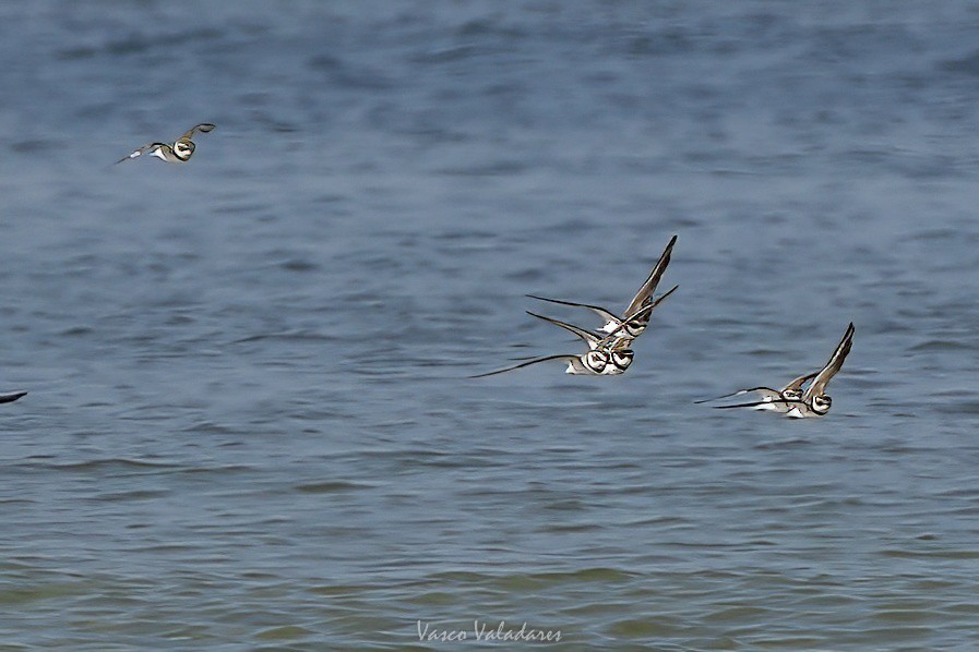 Islıkçı Cılıbıt - ML647550216