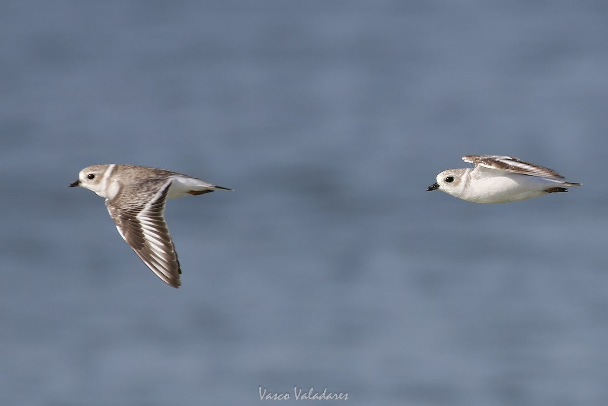 Islıkçı Cılıbıt - ML647550218