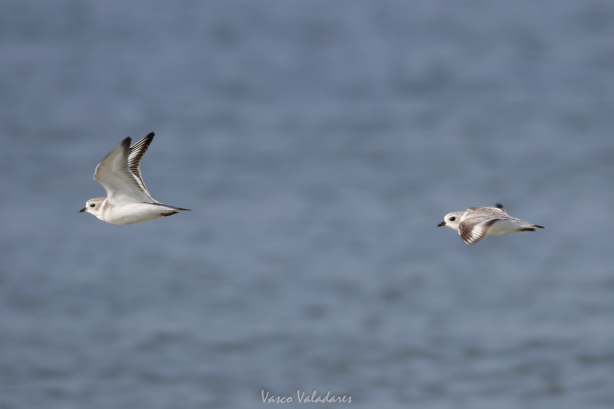 Islıkçı Cılıbıt - ML647550219