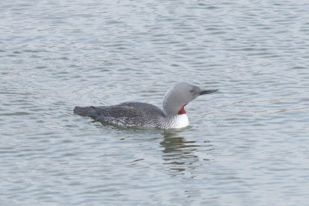 Kızıl Gerdanlı Dalgıç - ML647550220