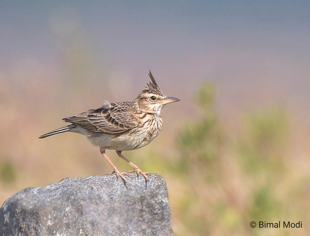 Malabar Toygarı - ML647550221