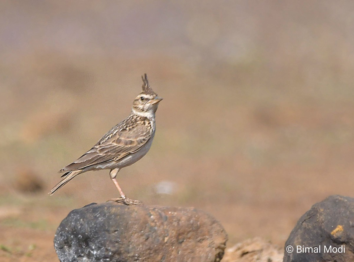 Malabar Toygarı - ML647550222
