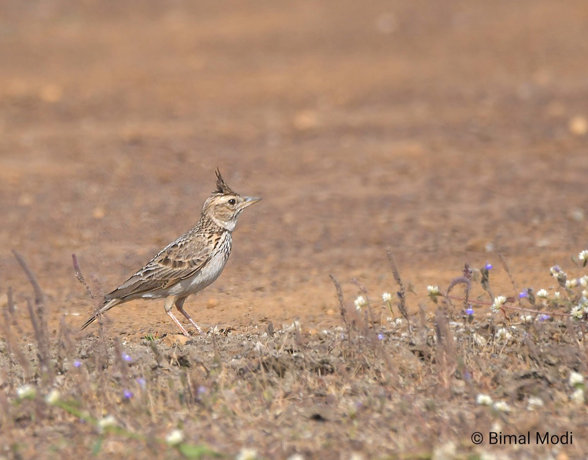 Malabar Toygarı - ML647550223