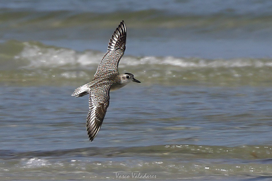 Gümüş Yağmurcun - ML647550224