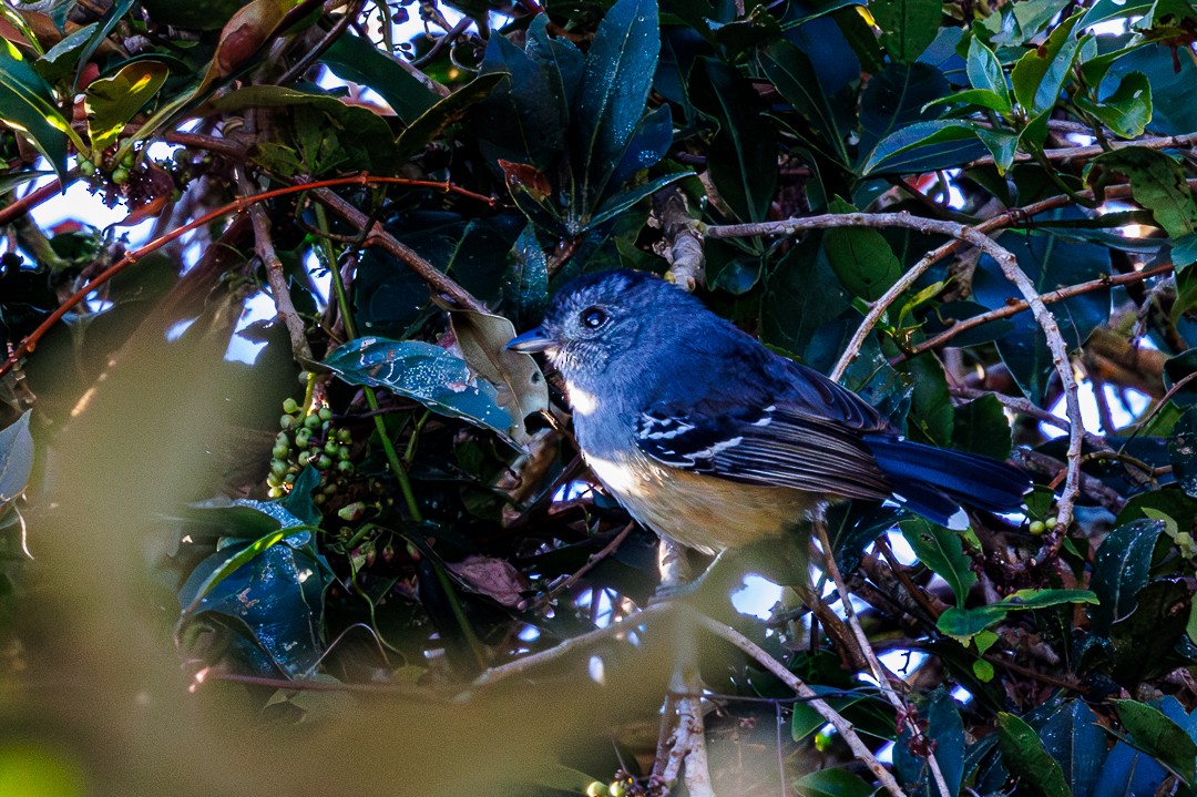 Değişken Karıncaavcısı - ML647550225