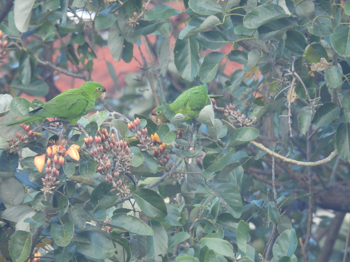 Finsch Papağanı - ML647550226