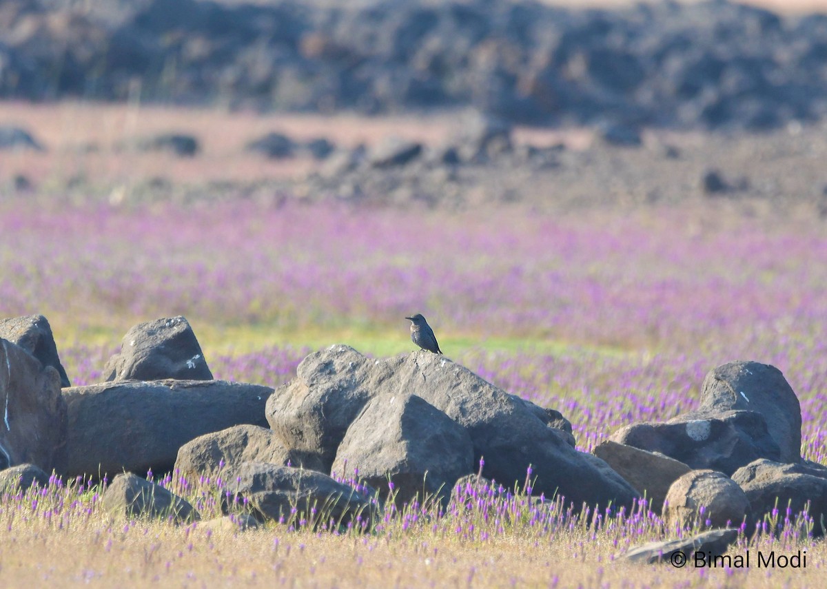 Gökardıç - ML647550227