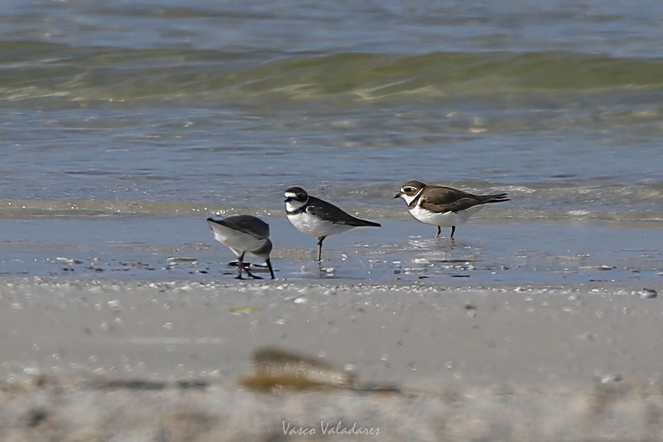 Perdeli Cılıbıt - ML647550228