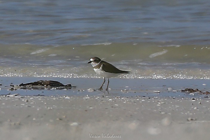 Perdeli Cılıbıt - ML647550229