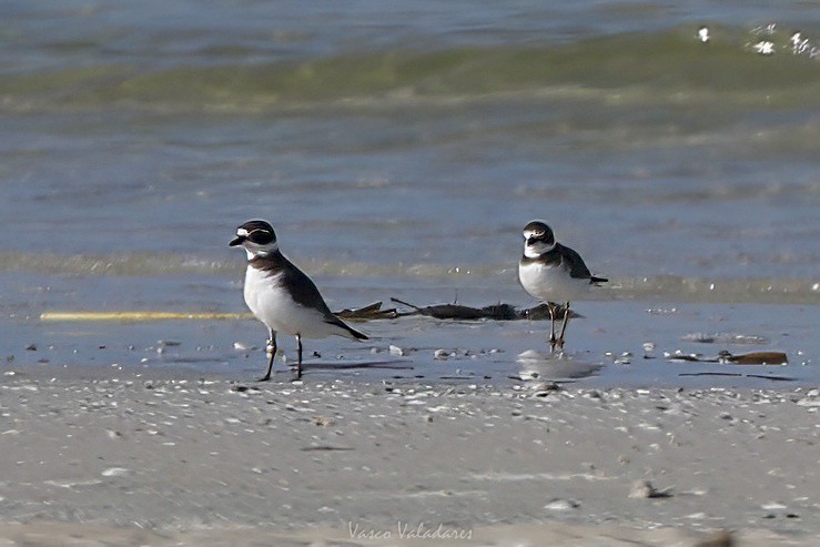 Perdeli Cılıbıt - ML647550230