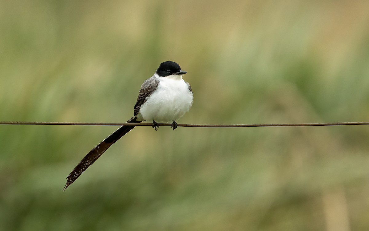 Savan Tiranı - ML647550231