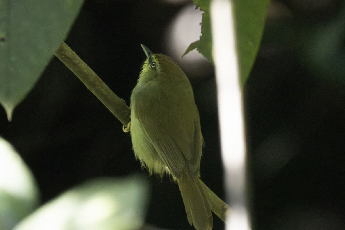 Pin-striped Tit-Babbler - ML647550235