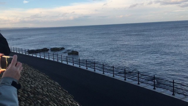 Little Swift - ML647550239