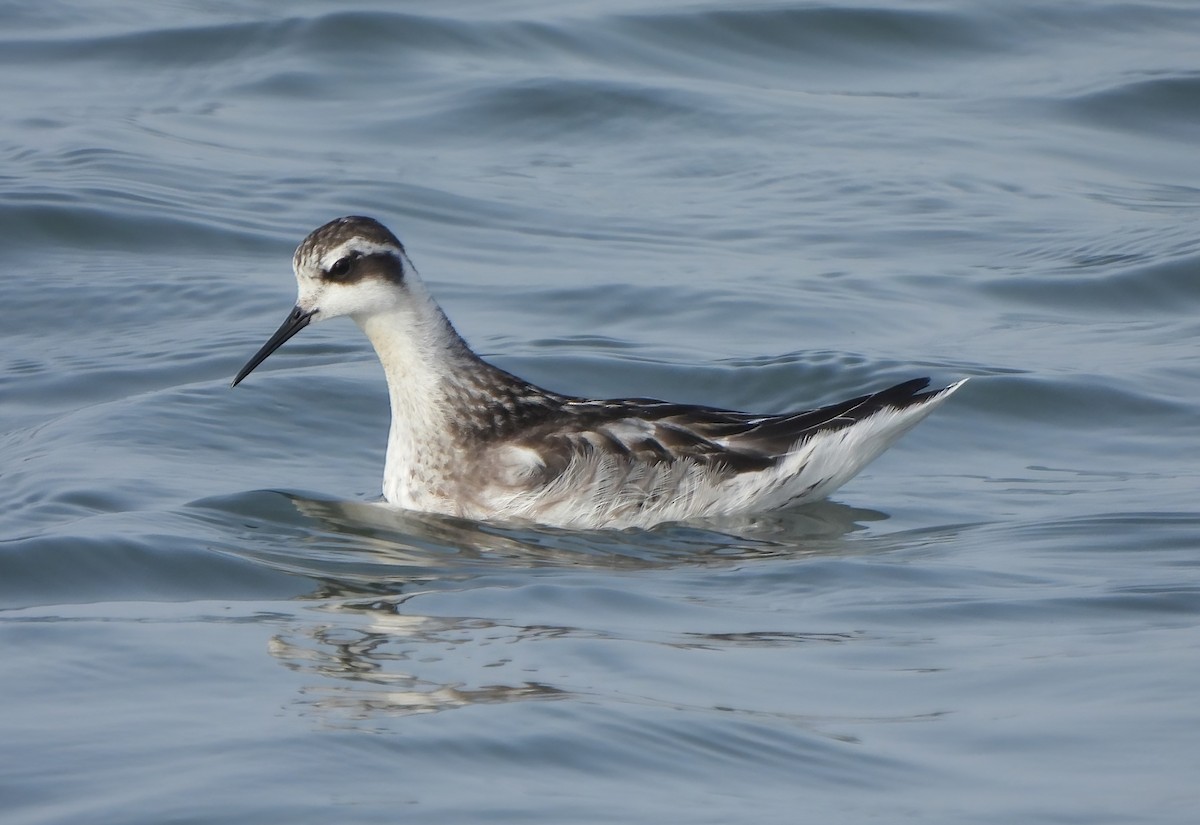Red-necked Phalarope - ML647550241