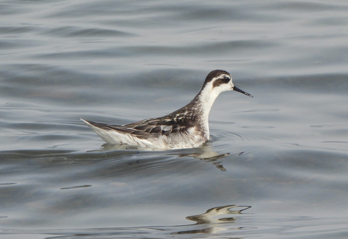 Red-necked Phalarope - ML647550242