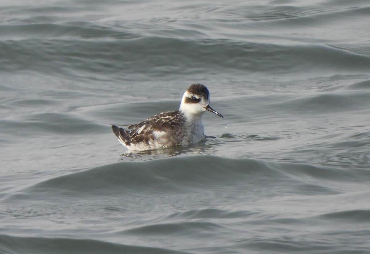 Red-necked Phalarope - ML647550243