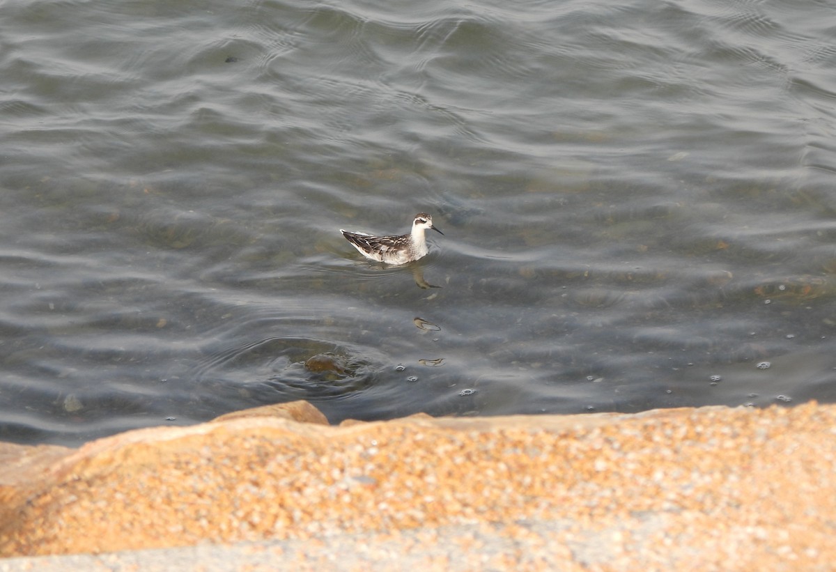 Red-necked Phalarope - ML647550244