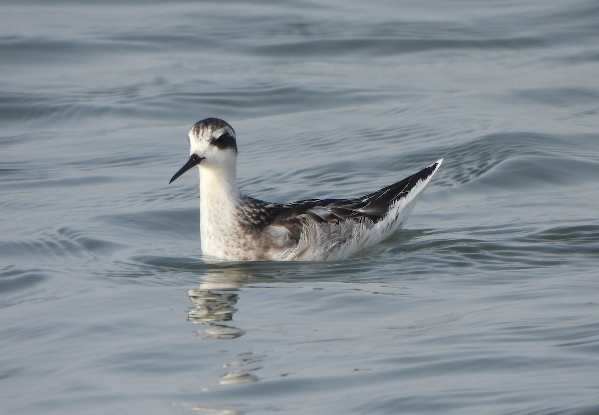 Red-necked Phalarope - ML647550245