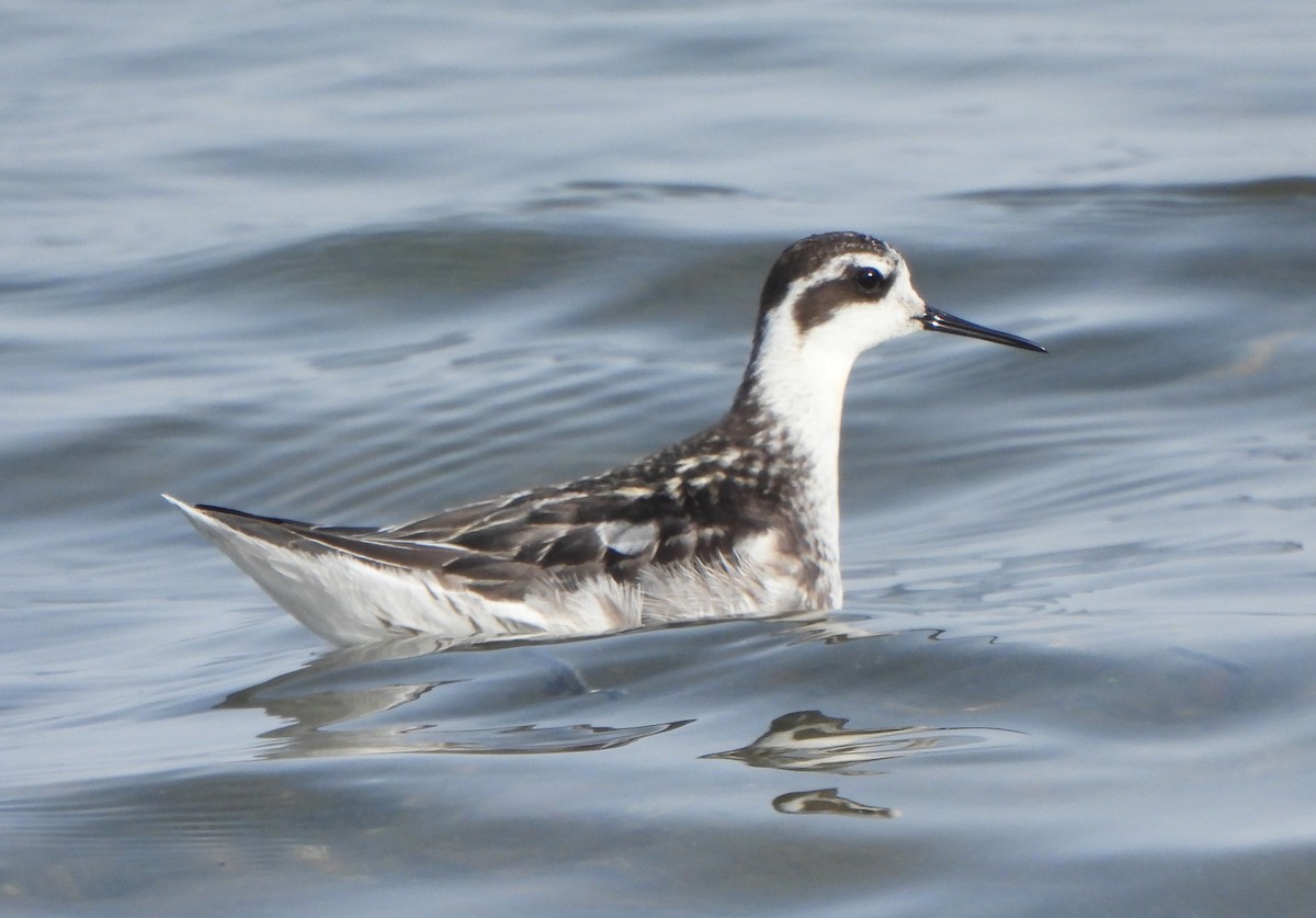 Red-necked Phalarope - ML647550246