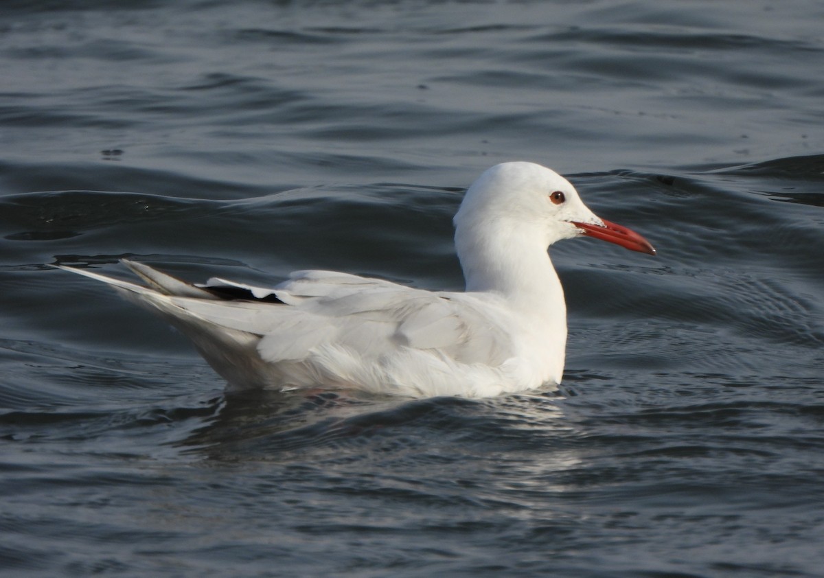 Slender-billed Gull - ML647550255
