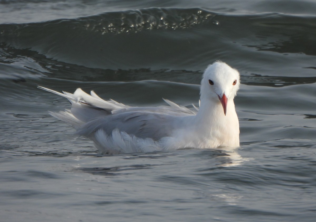 Slender-billed Gull - ML647550256