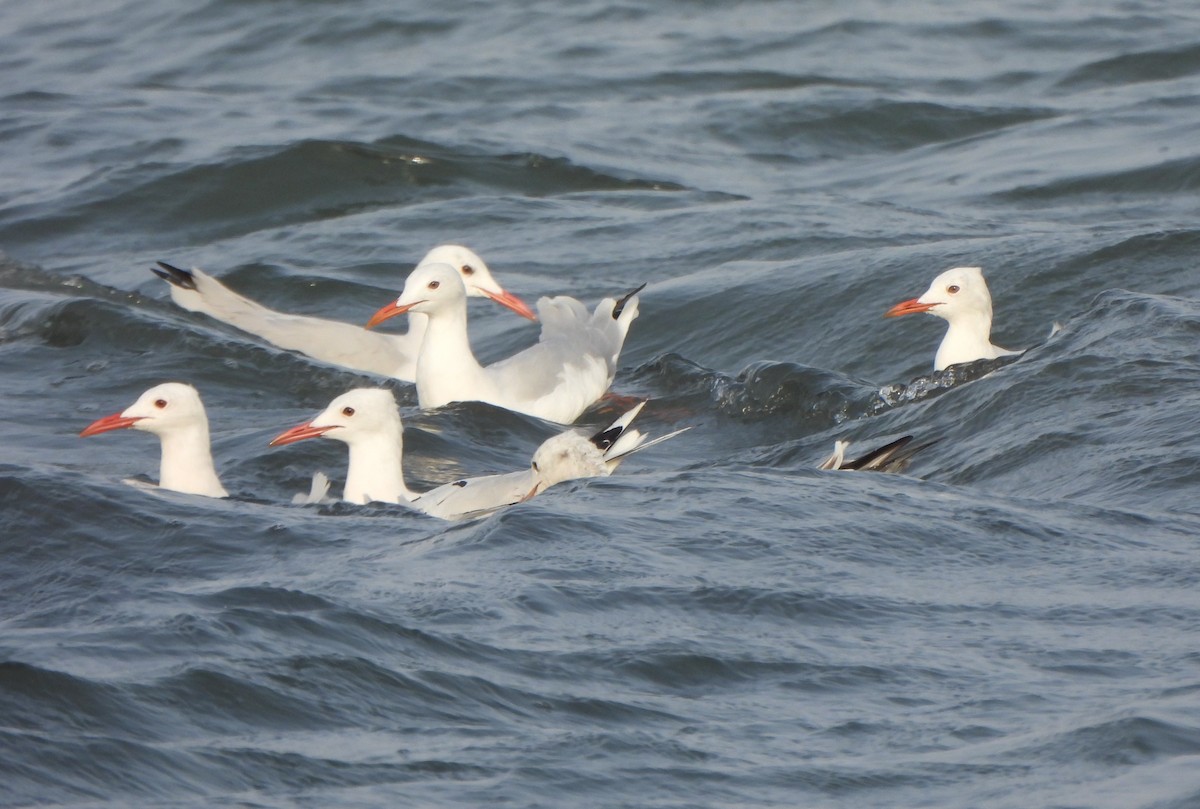 Slender-billed Gull - ML647550257