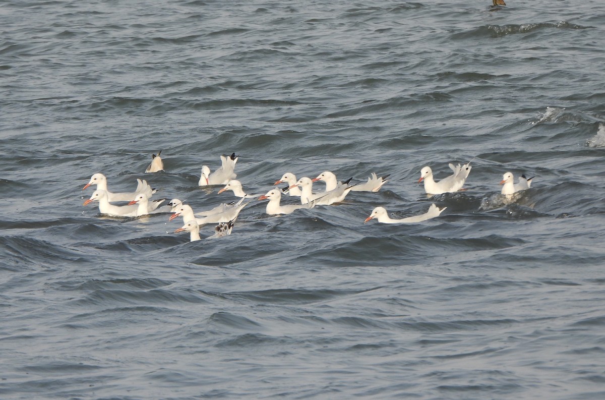 Slender-billed Gull - ML647550258